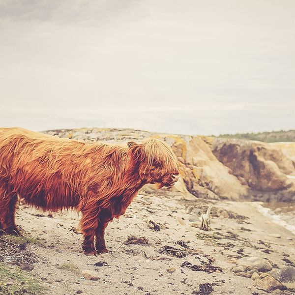 ddos攻击器安卓ios下载
